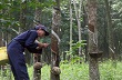 Cơ hội cho ngành cao su 'chuyển mình' 